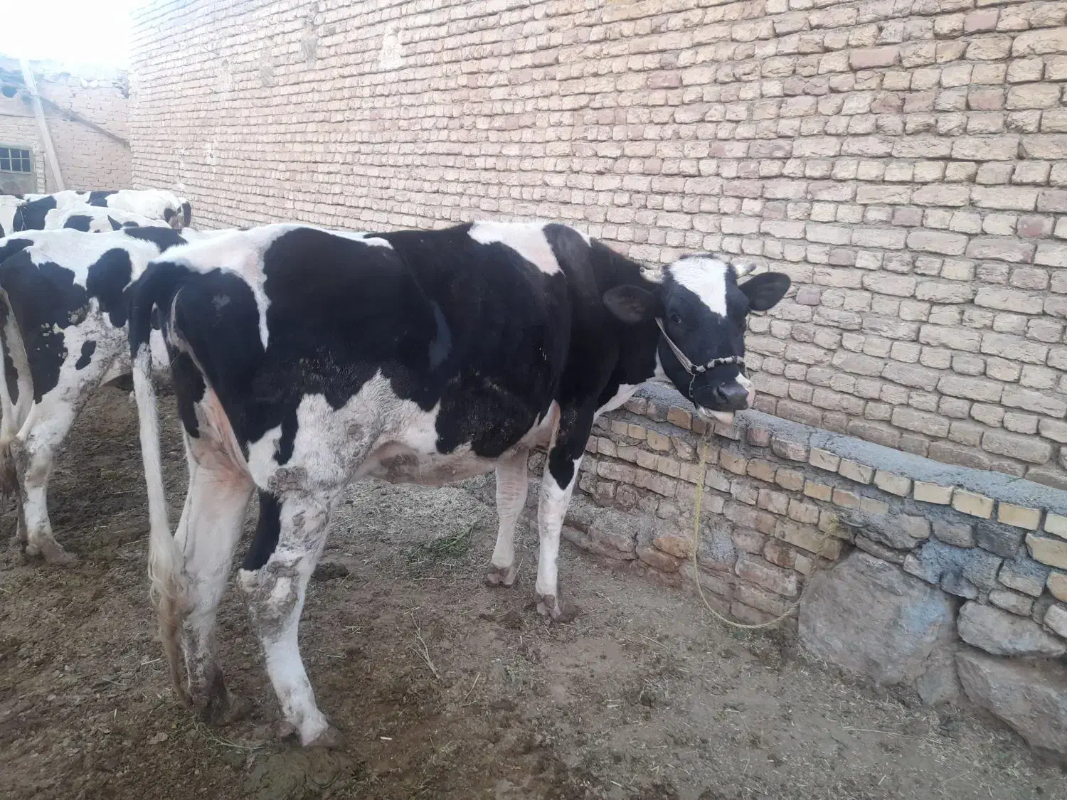 گاو و گوساله|حیوانات مزرعه|زنده رود, |دیوار