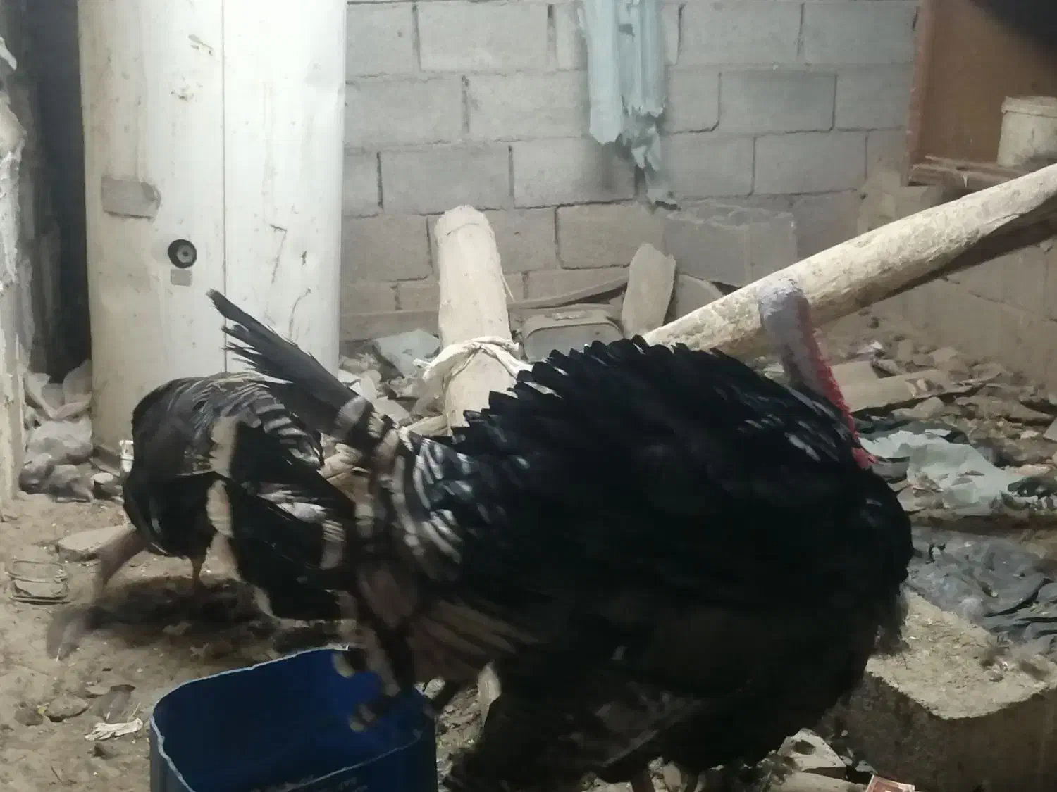 بوقلمون نر|حیوانات مزرعه|مشهد, هدایت|دیوار