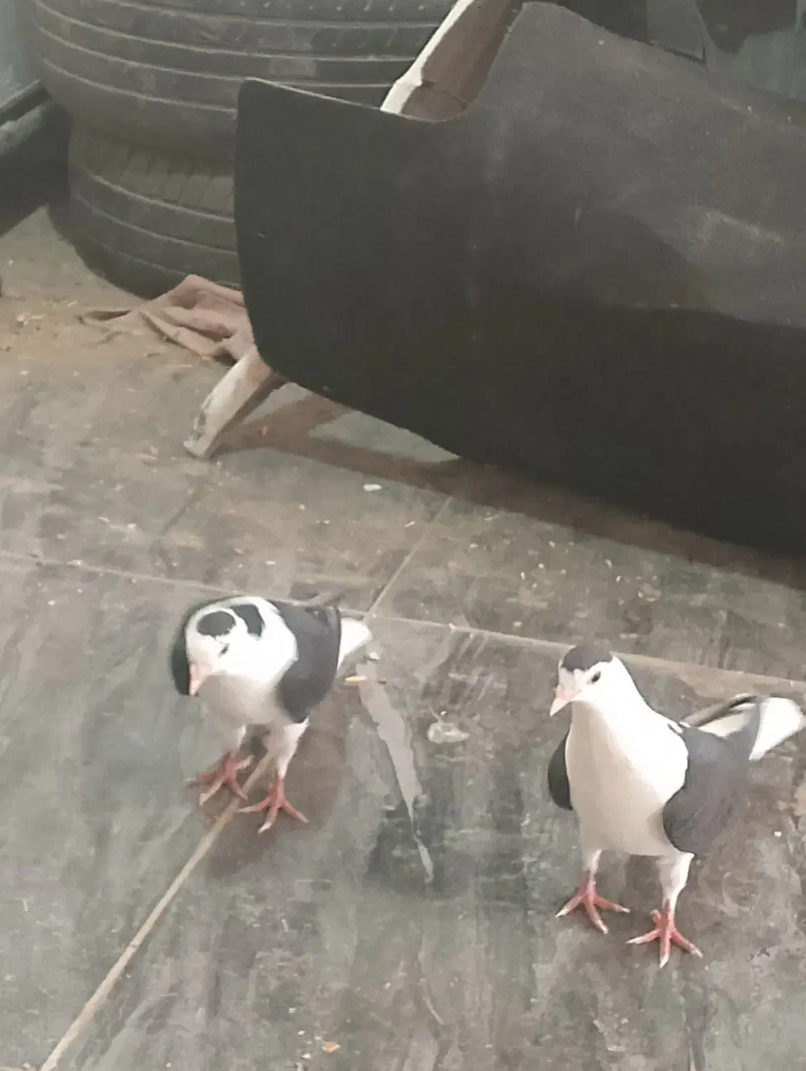 جوجه|پرنده|سبزوار, جهاد کشاورزی|دیوار