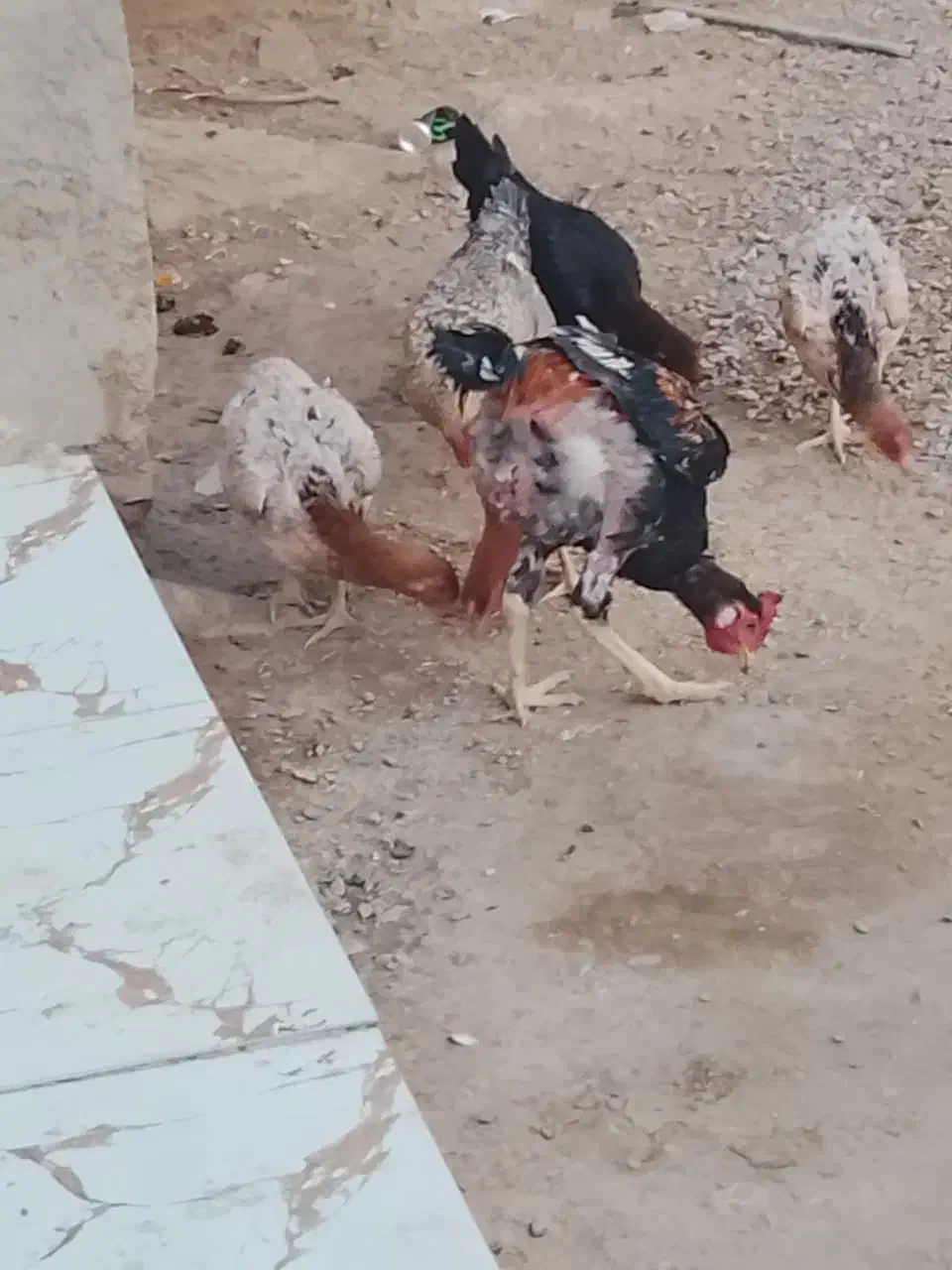 مرغ و خروس|حیوانات مزرعه|نیمروز, |دیوار