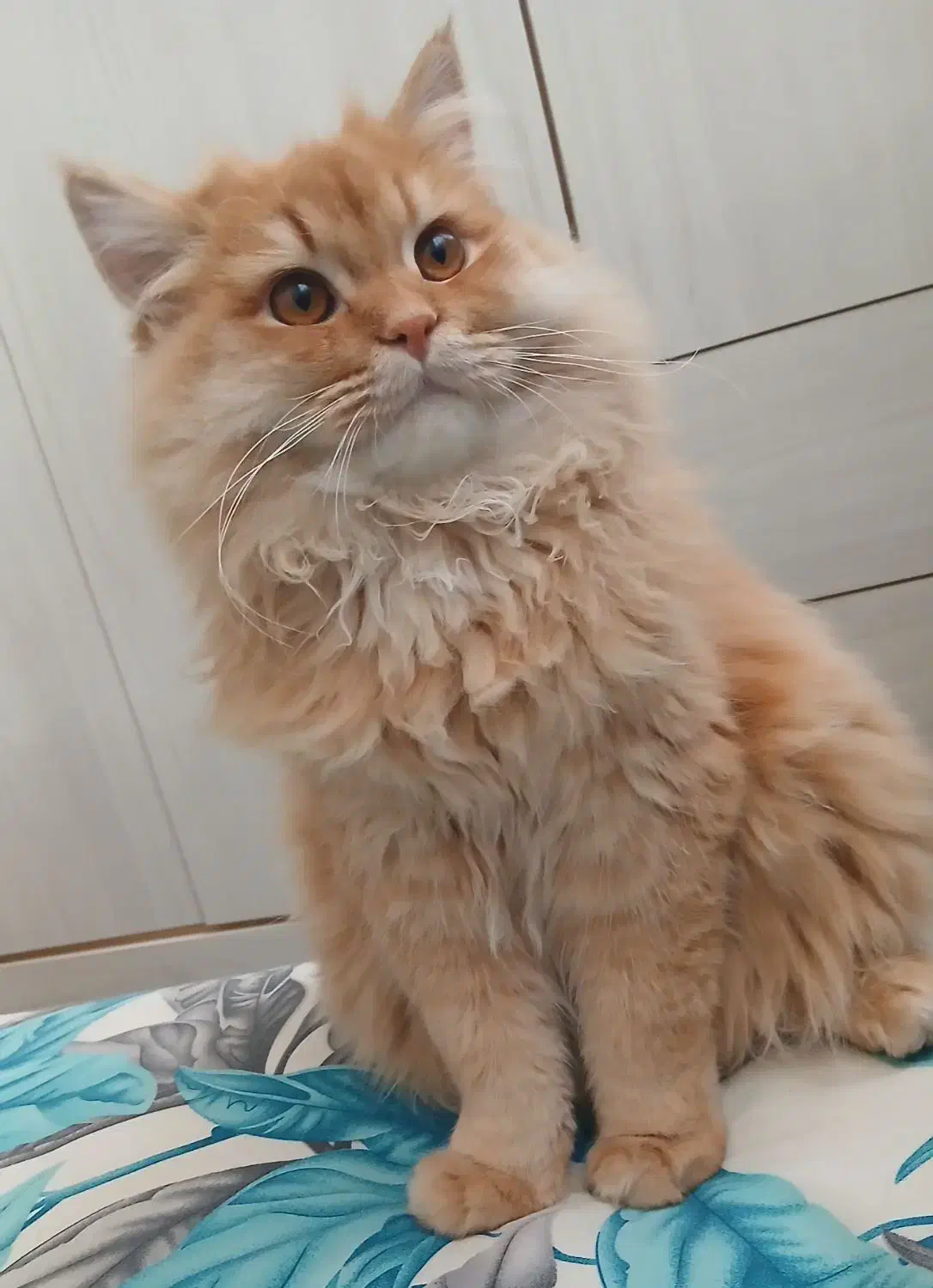 پرشین گاردفیلد  نر|گربه|نیشابور, جمهوری|دیوار