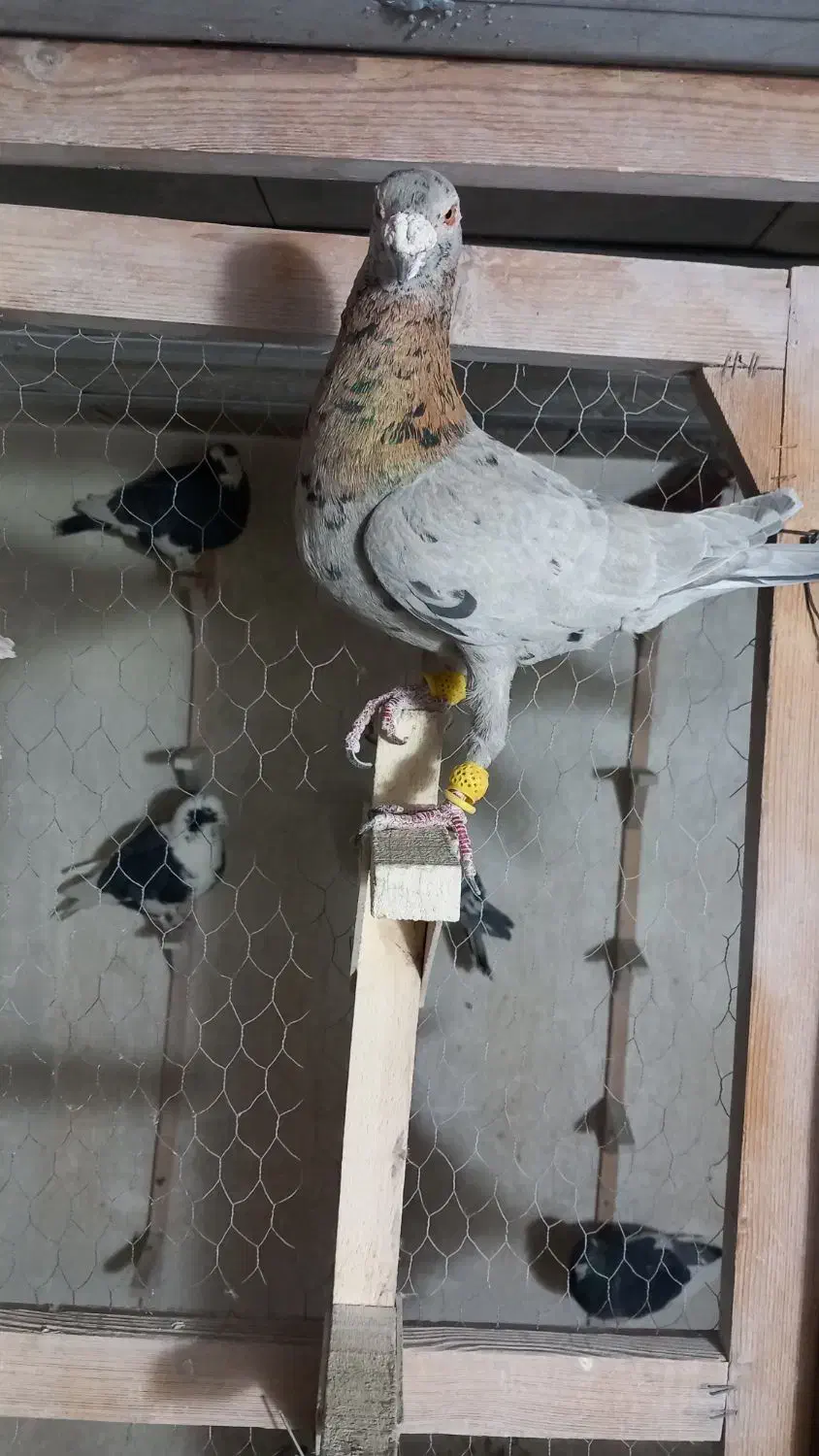 سرور|پرنده|شیراز, شهرک بهار|دیوار