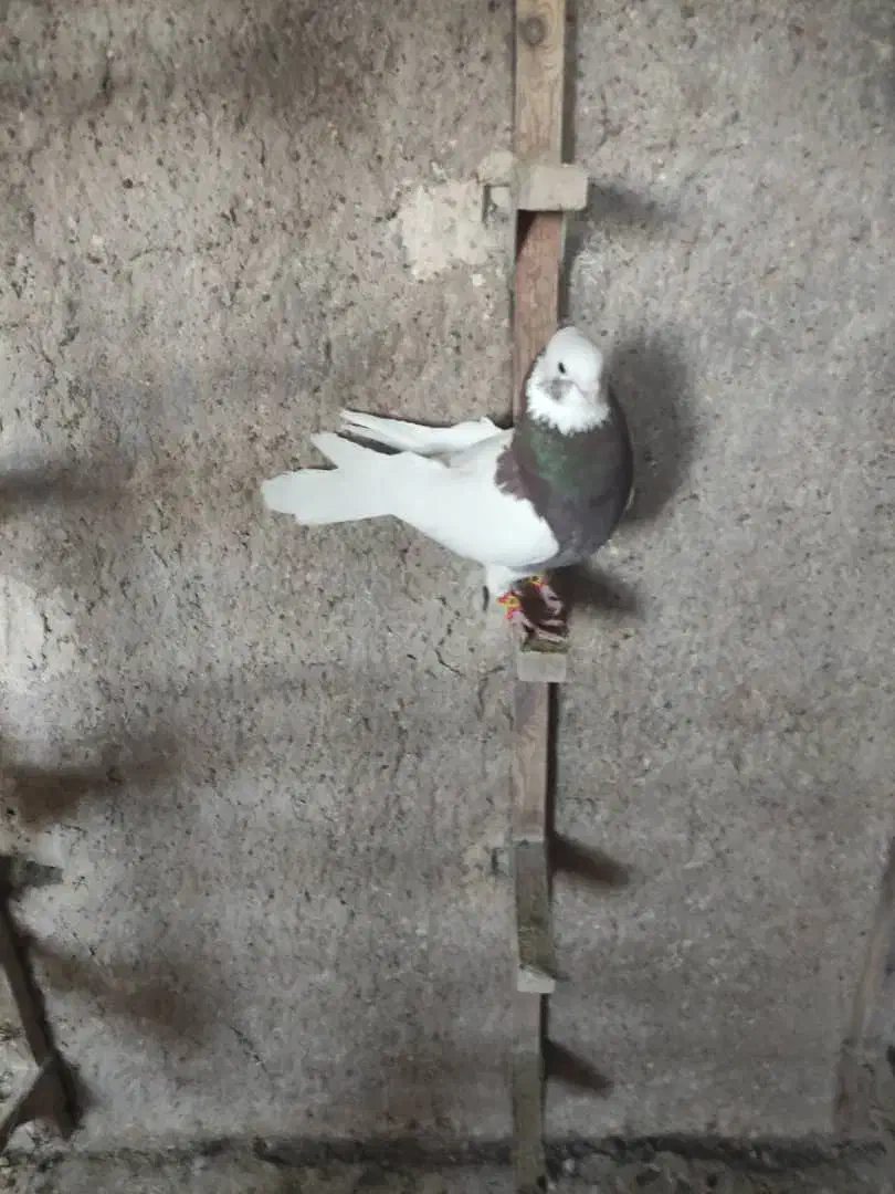 کبوتر بهبانی شهری|پرنده|شیراز, تندگویان|دیوار