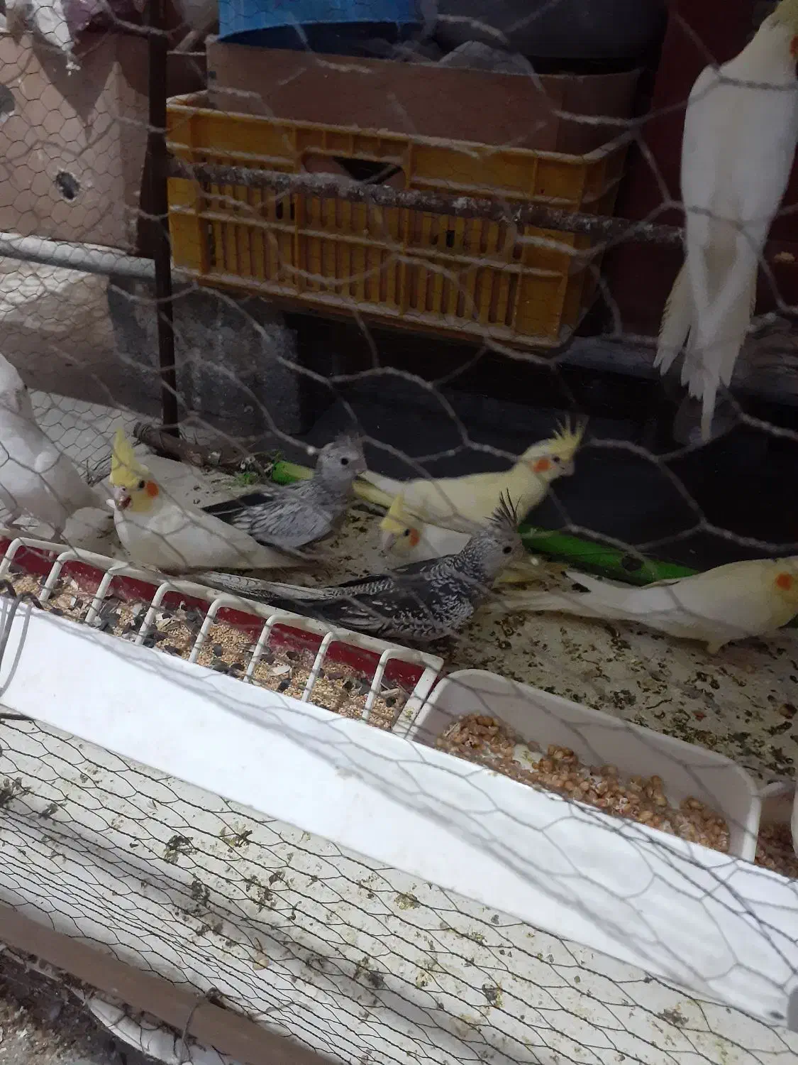 جوجه عروس هلندی سرلاکی تا ۵ ماه دستی مرغ عشق|پرنده|برازجان, |دیوار