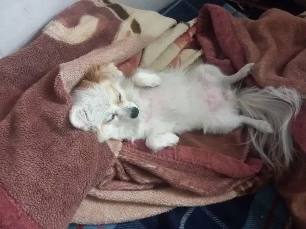 سگ شیتزو|سگ|باغستان, |دیوار