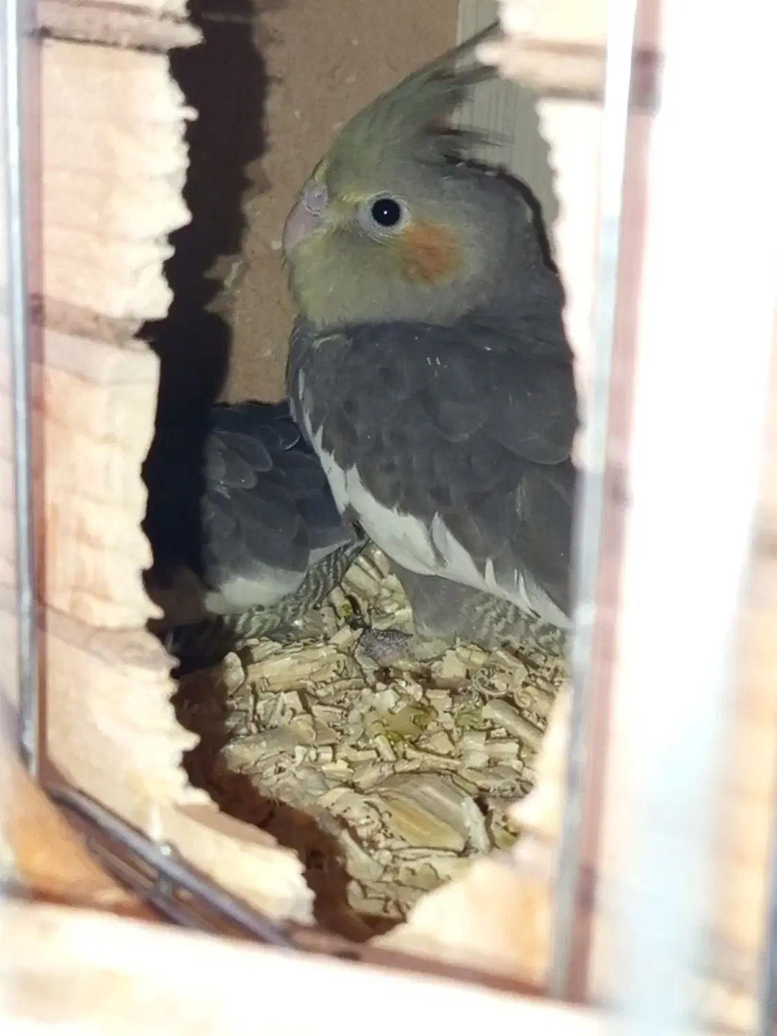 چهار عدد جوجه عروس هلندی|پرنده|کرج, شهرک امام رضا (ع)|دیوار