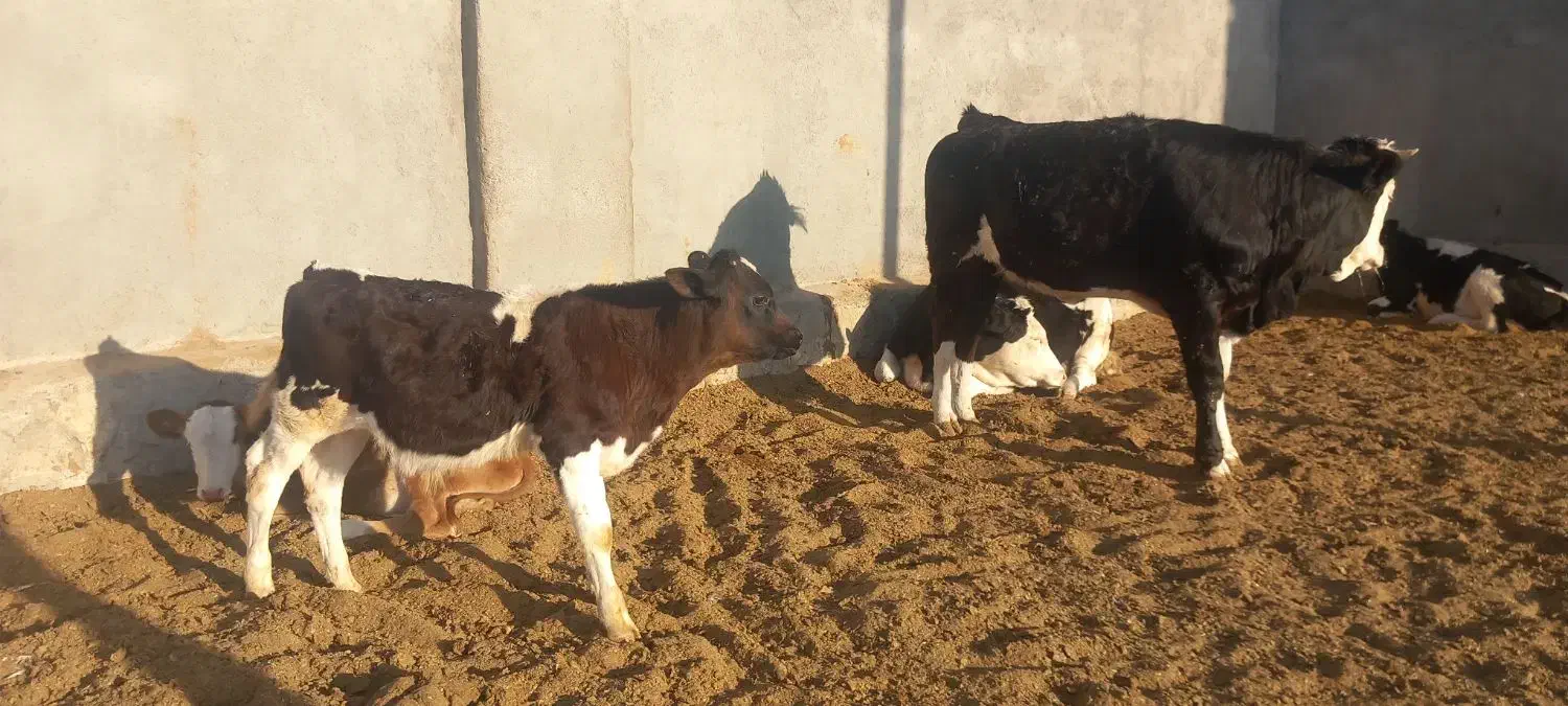 گوساله وگاو شیری|حیوانات مزرعه|باشتین, |دیوار