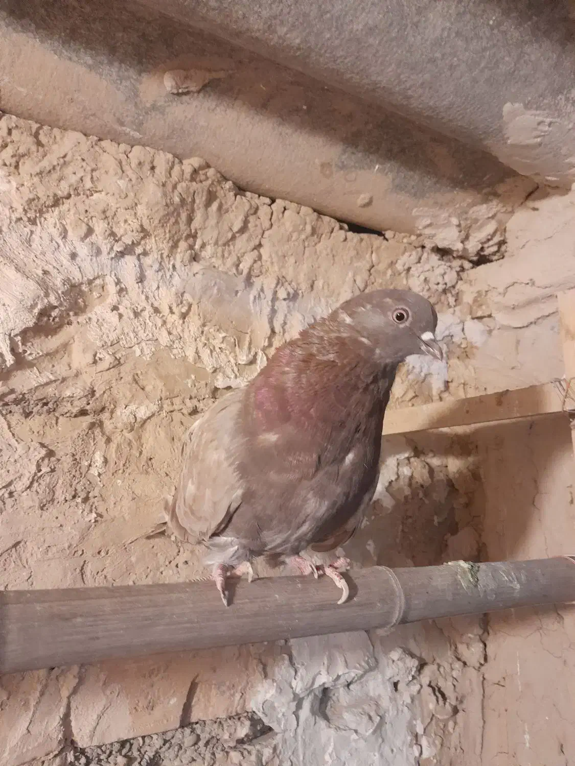 کفتر تهرانی|پرنده|پاکدشت, حصار امیر|دیوار