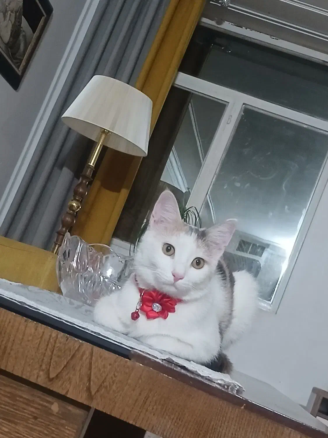 گربه خانگی|گربه|نیشابور, محله میدان باغات|دیوار