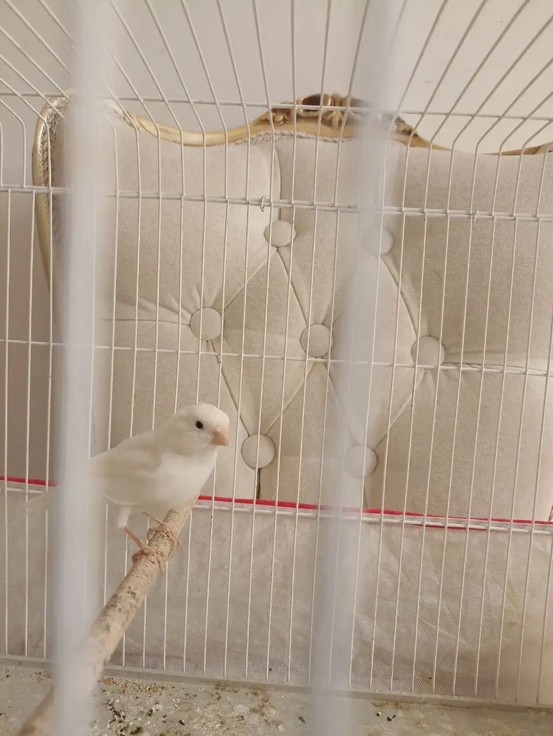 فروش قناری نر سفید|پرنده|صدرا-فارس, فاز ۱|دیوار