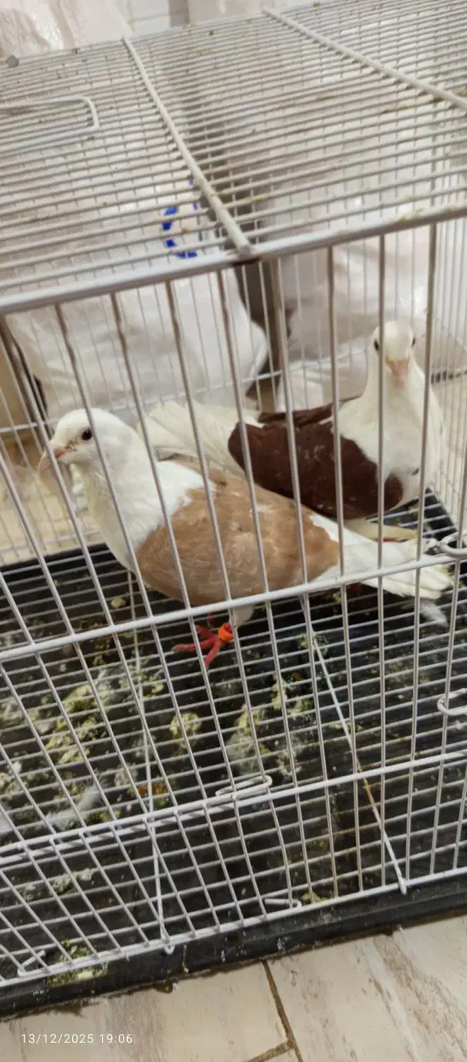 کبوتردوبال اهوازی|پرنده|مینودشت, |دیوار