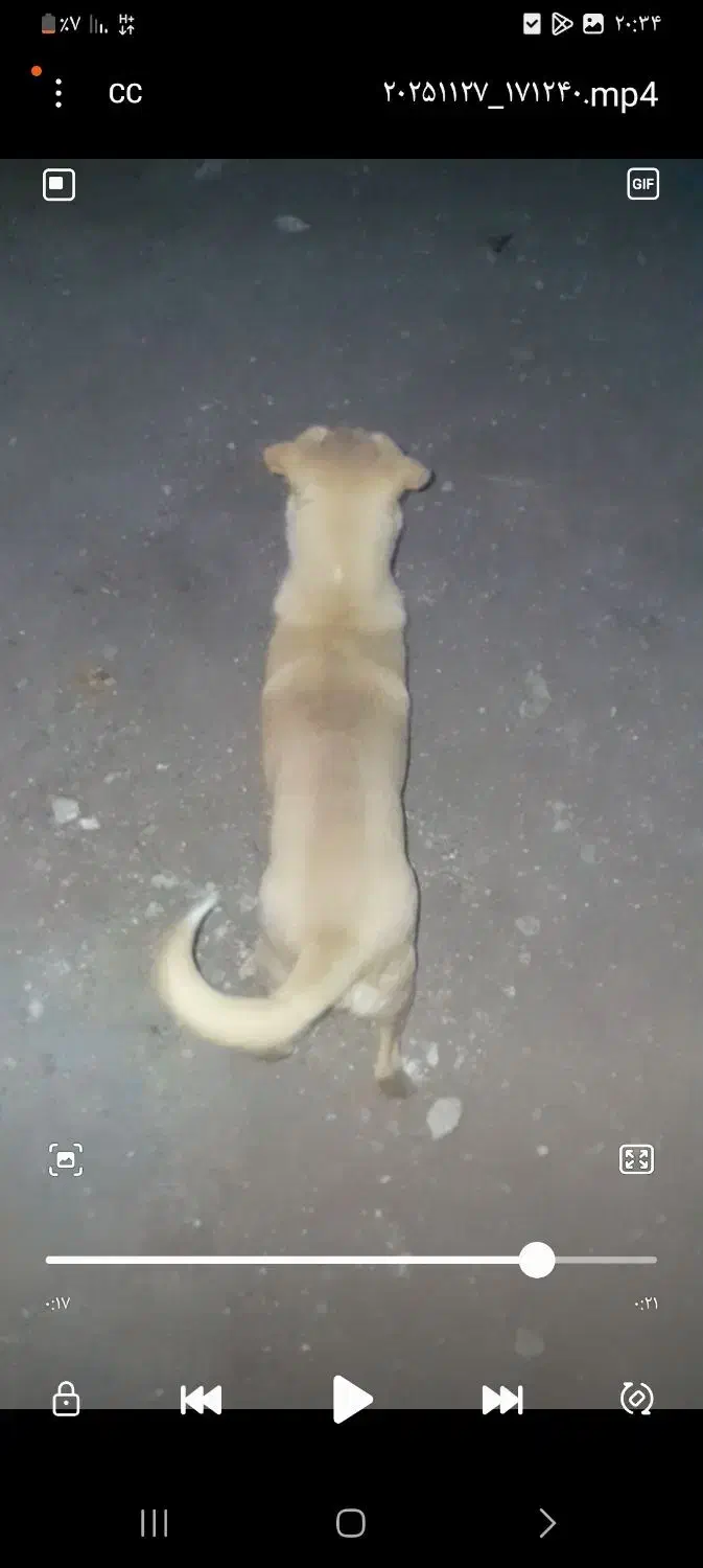 سگ پرنده|سگ|رفسنجان, |دیوار