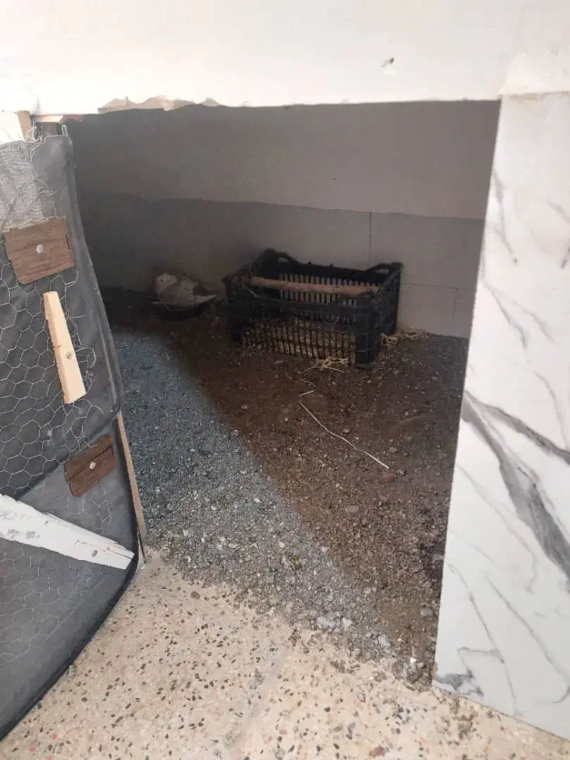 دو‌جفت کبوتر بلژیکی اصیل|پرنده|میانه, |دیوار