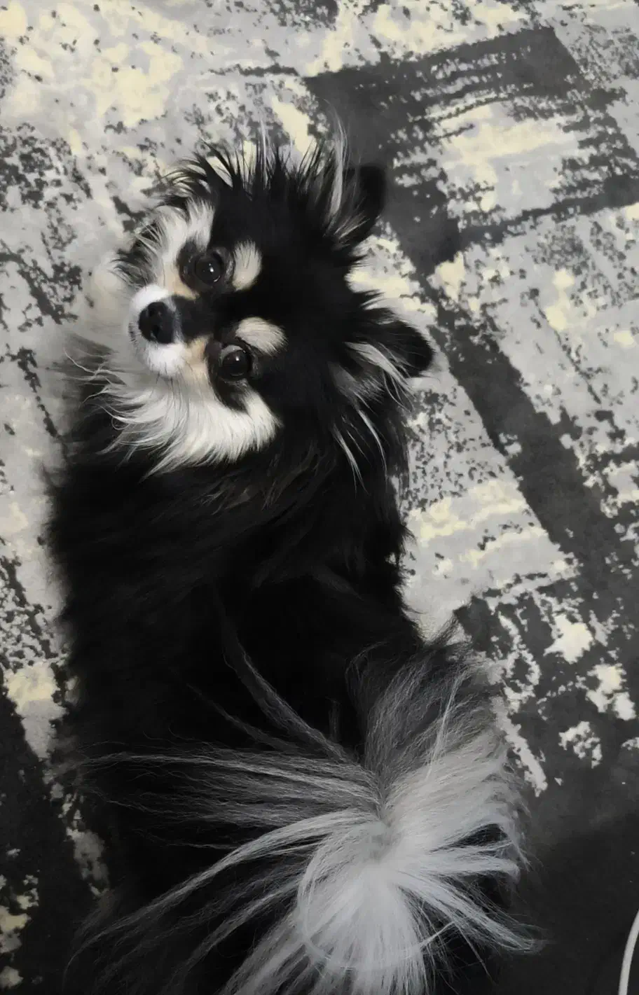 سگ پامر عروسکی|سگ|شیراز, بالا کفت|دیوار