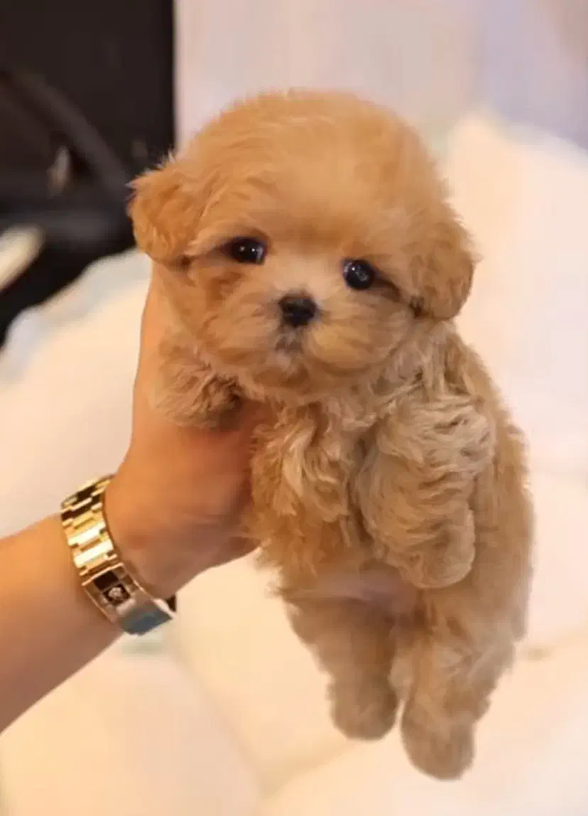 سگ لیوانی|سگ|قزوین, |دیوار