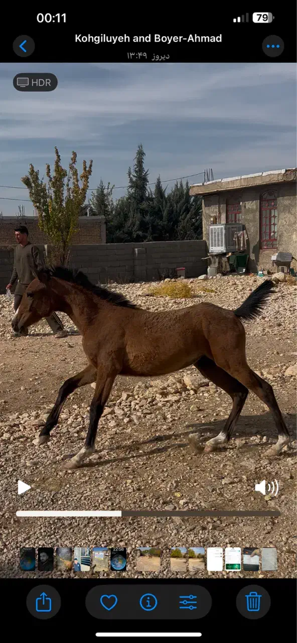 فروش/کره مادیون/۸ماهه|اسب و تجهیزات اسب‌سواری|یاسوج, |دیوار