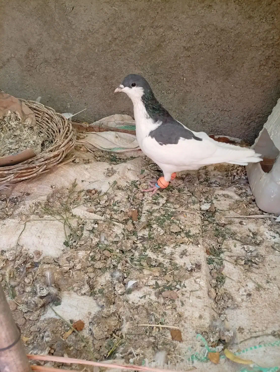 کیف|کیف، کفش، کمربند|فردوس (خراسان), |دیوار