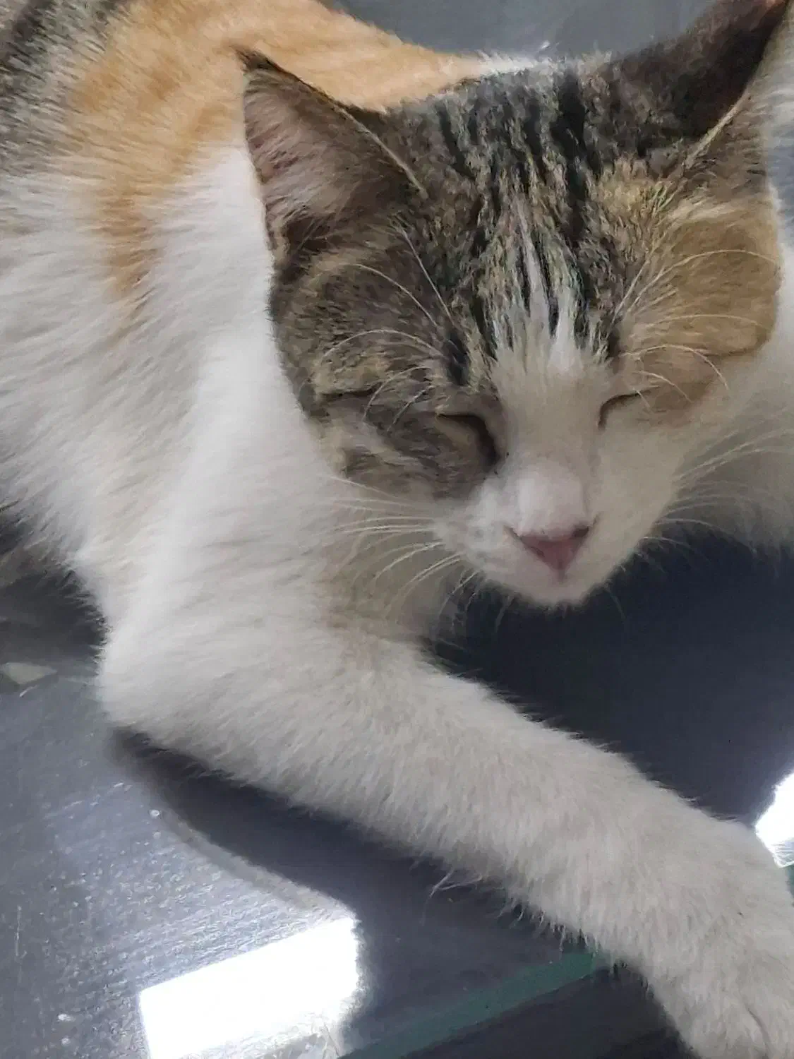 واگزاری گربه خانگی ماده|گربه|تهران, شارق|دیوار