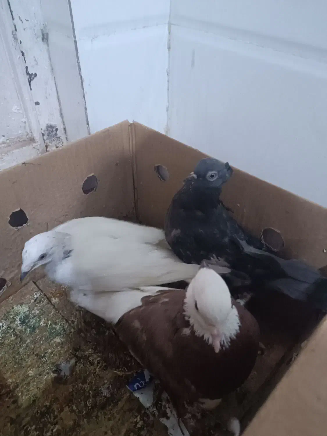 کبوتر ۱۵۰|پرنده|اهواز, کوی مندلی(سه راه خرمشهر)|دیوار