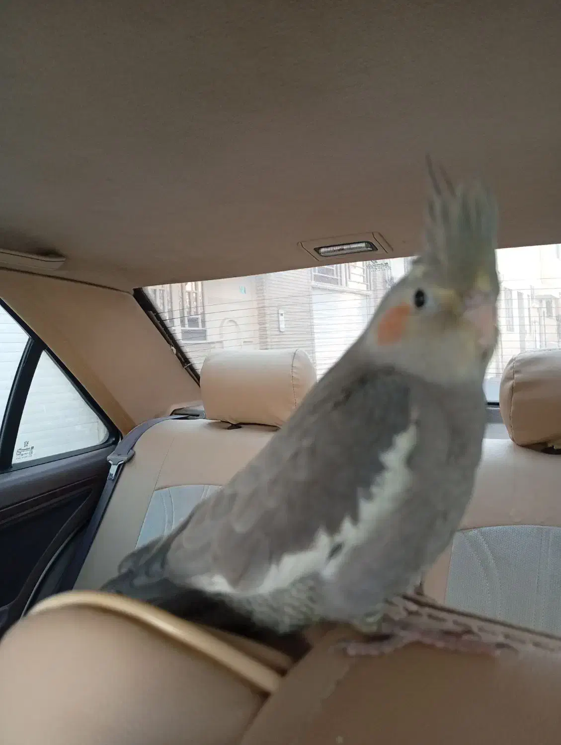 عروس هلندی|پرنده|شاهینشهر, عطار|دیوار