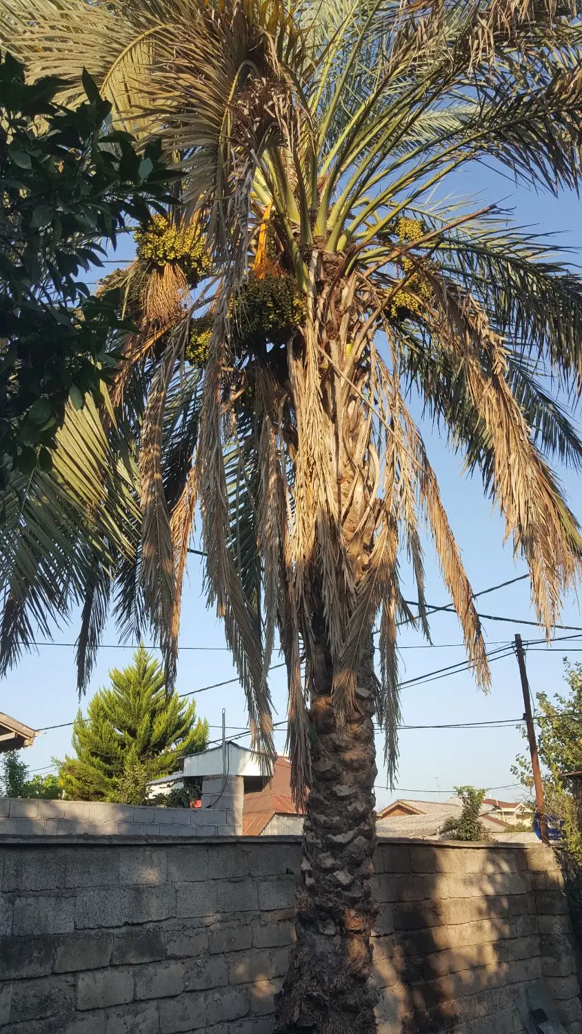 درخت نخل|گل و گیاه طبیعی|رشت, کوی مهر|دیوار