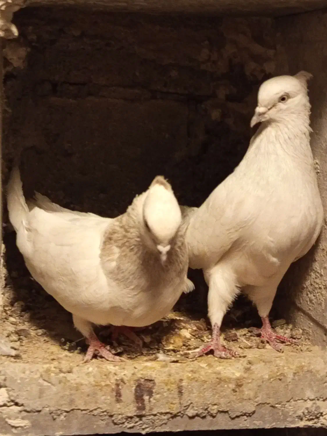 کبوتر کله الماسی|پرنده|بناب, |دیوار