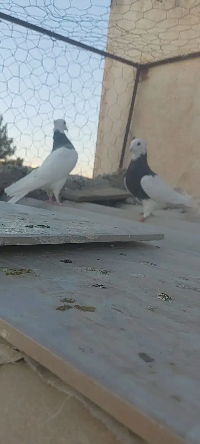 دوتاطوقی ماده  ودوتازیل یه خوشرنگ|پرنده|محمدیه-قزوین, |دیوار