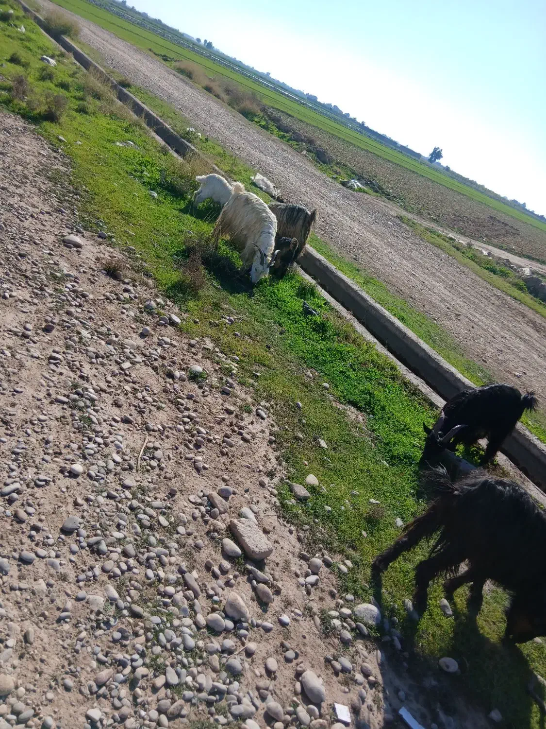 بز داشتی درجه 1|حیوانات مزرعه|دزفول, |دیوار