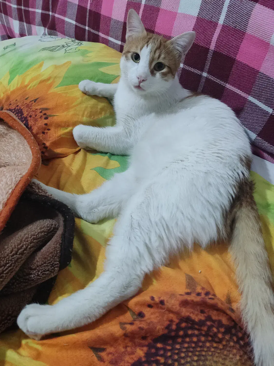 گربه مهربان و آرام|گربه|کرج, عظیمیه|دیوار