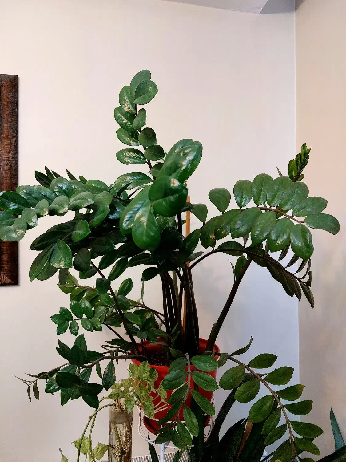 فروش گل آپارتمانی|گل و گیاه طبیعی|تهران, حشمتیه|دیوار