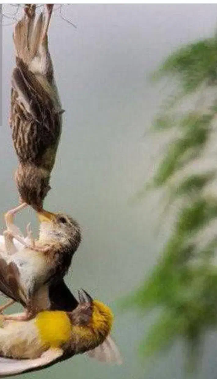 صندوق همگانی|فعالیت داوطلبانه|لنجان, |دیوار