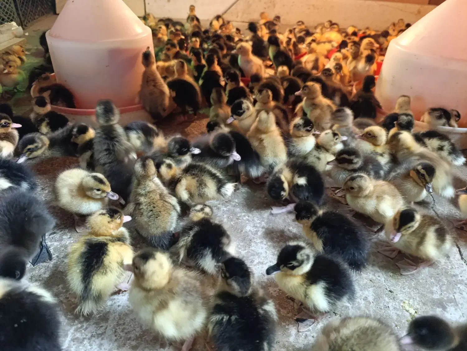 جوجه اردک|حیوانات مزرعه|دابودشت, |دیوار