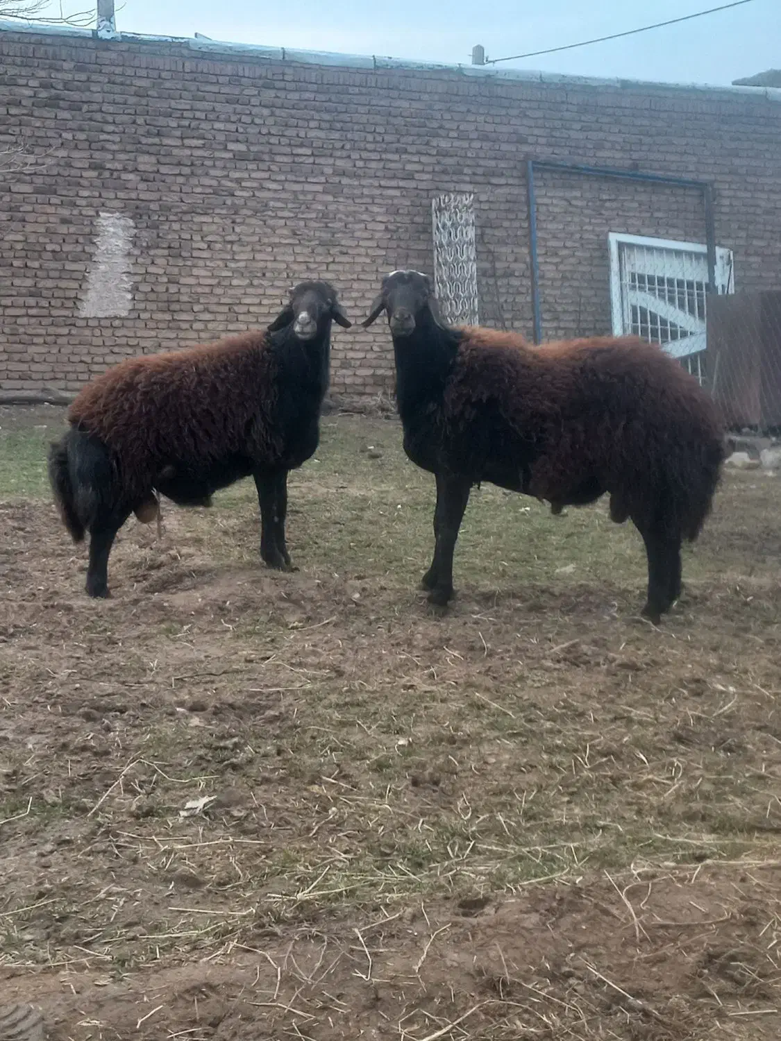 بره نر|حیوانات مزرعه|صوفیان, |دیوار