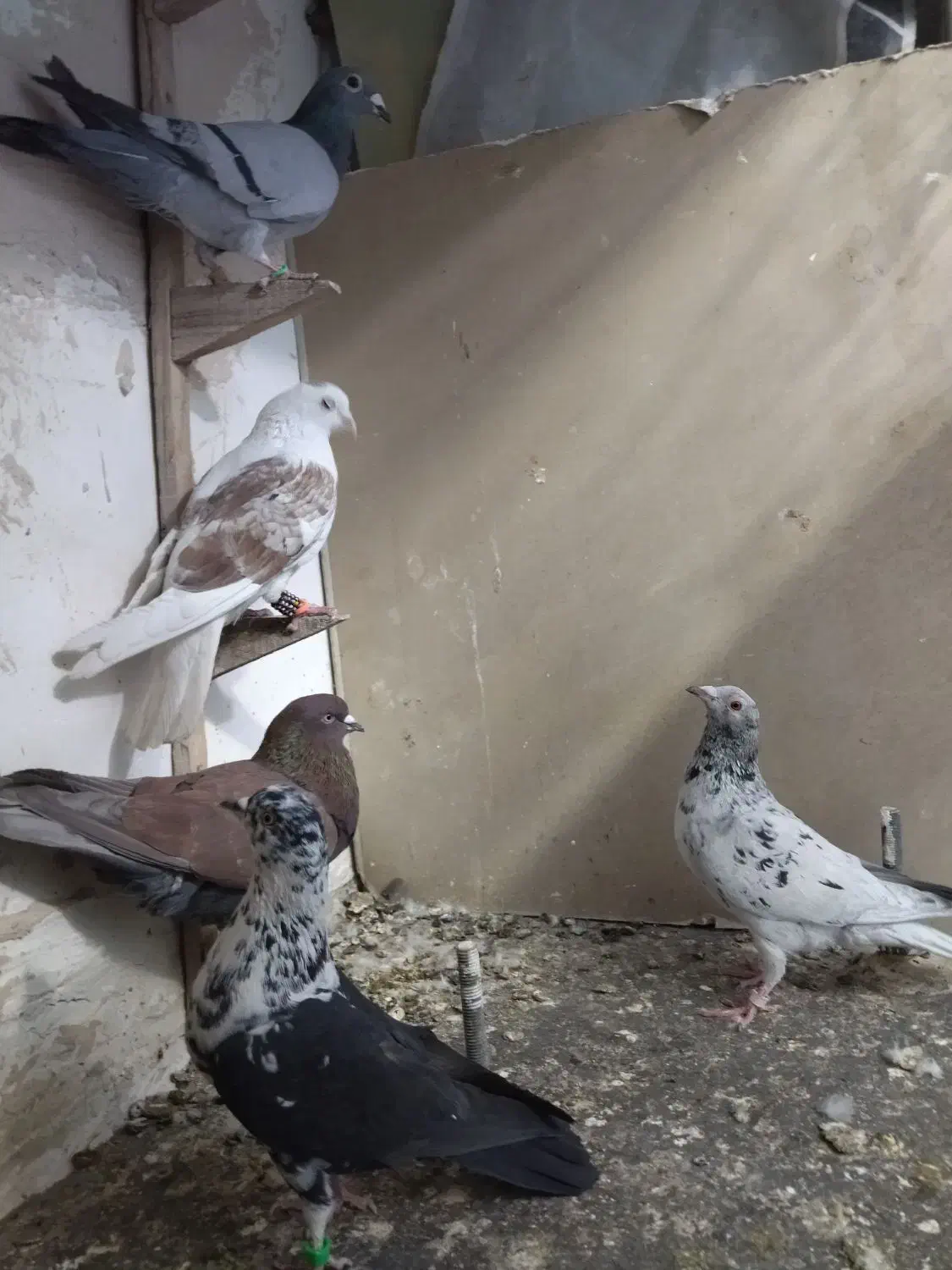 کفتر بوم|پرنده|مشهد, کوشش|دیوار