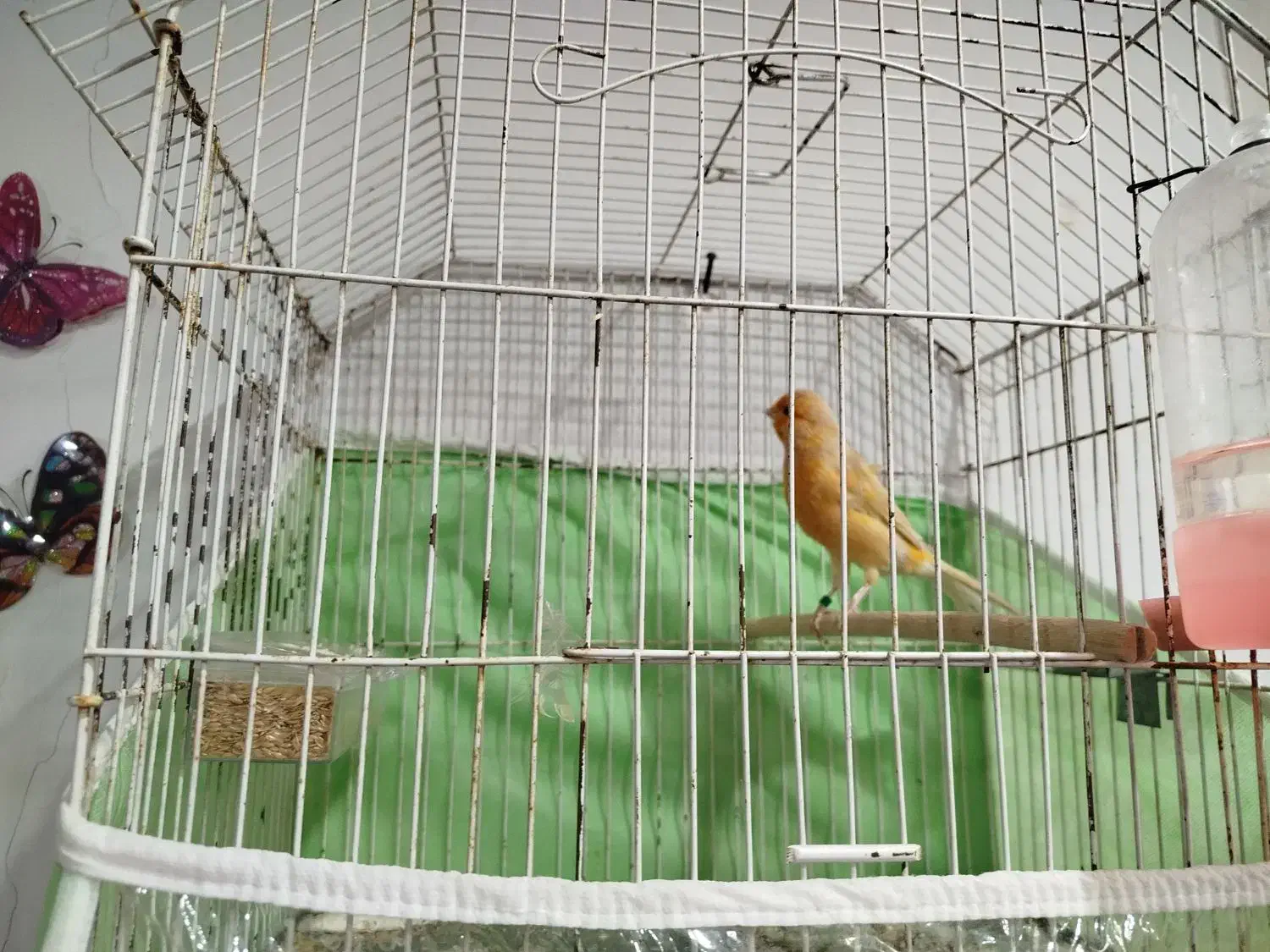 قناری شتری|پرنده|شیراز, چشمه سید صفری|دیوار