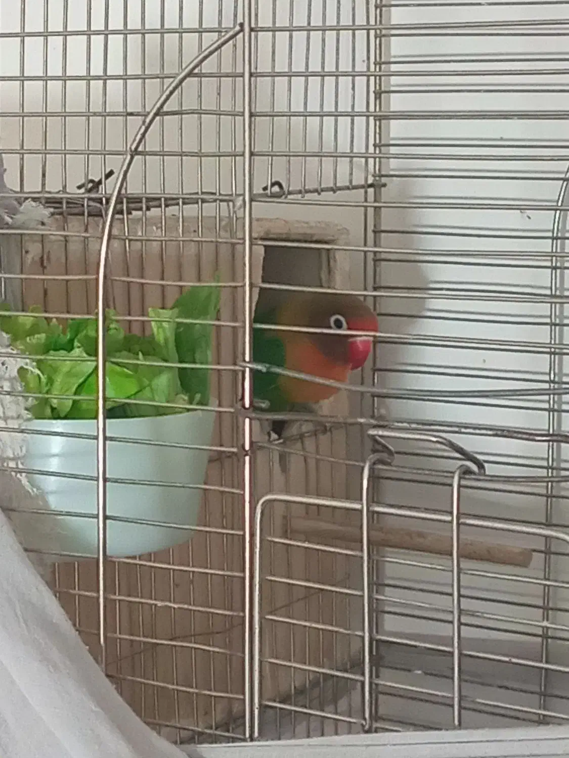 طوطی برزیلی|پرنده|پاکدشت, شهرک امام رضا|دیوار