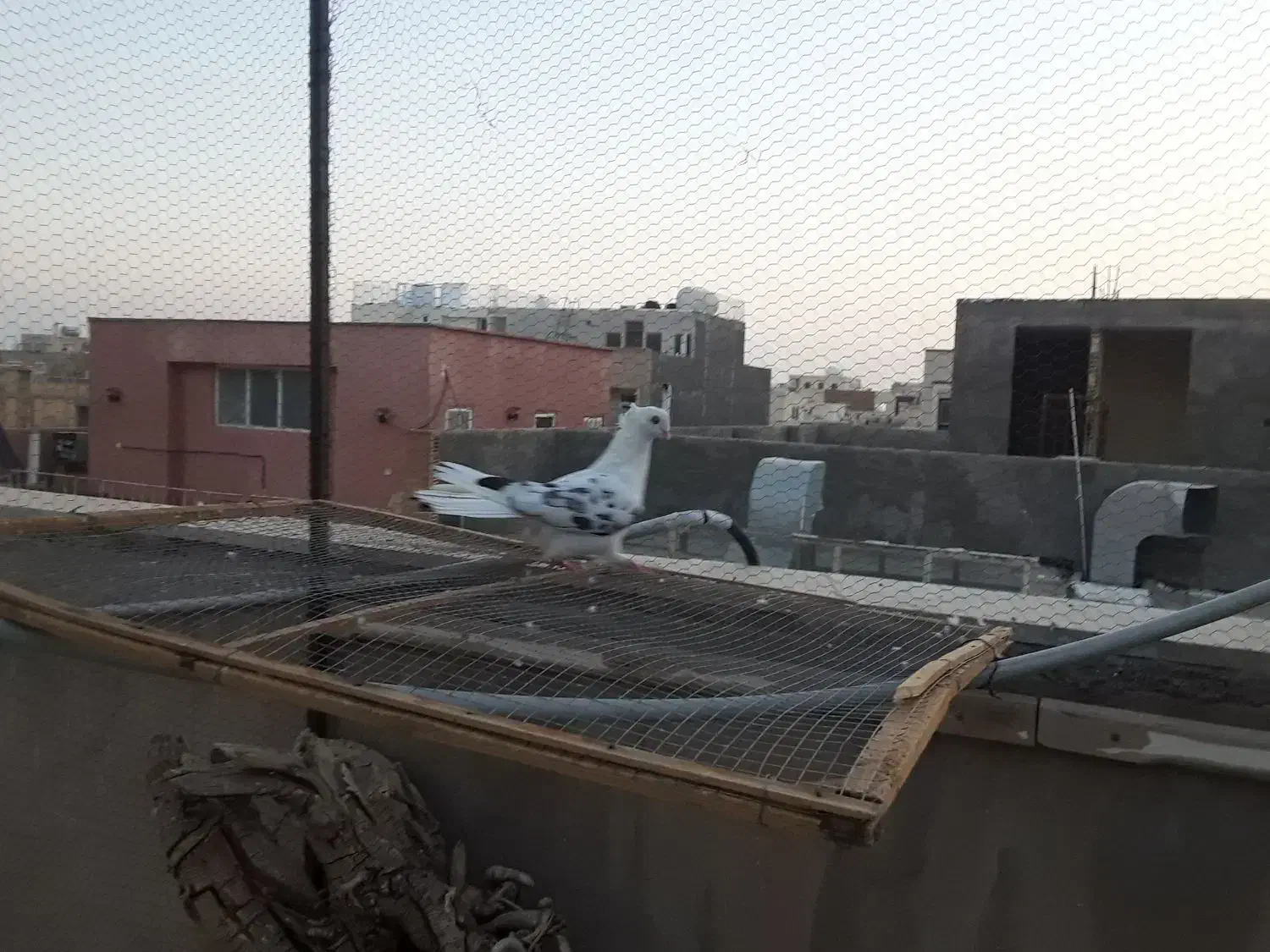 ماده خال پیس نوک ریز|پرنده|برخوار, |دیوار