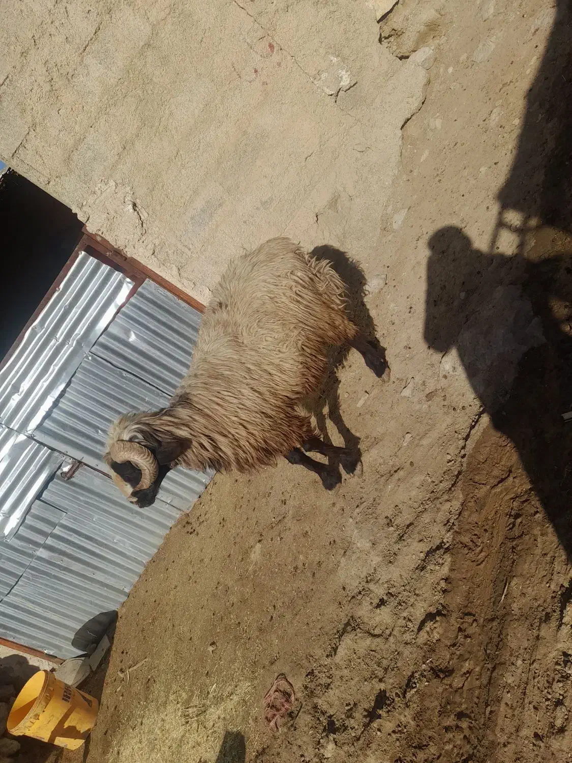 قوچ|حیوانات مزرعه|شیراز, محمدیه|دیوار