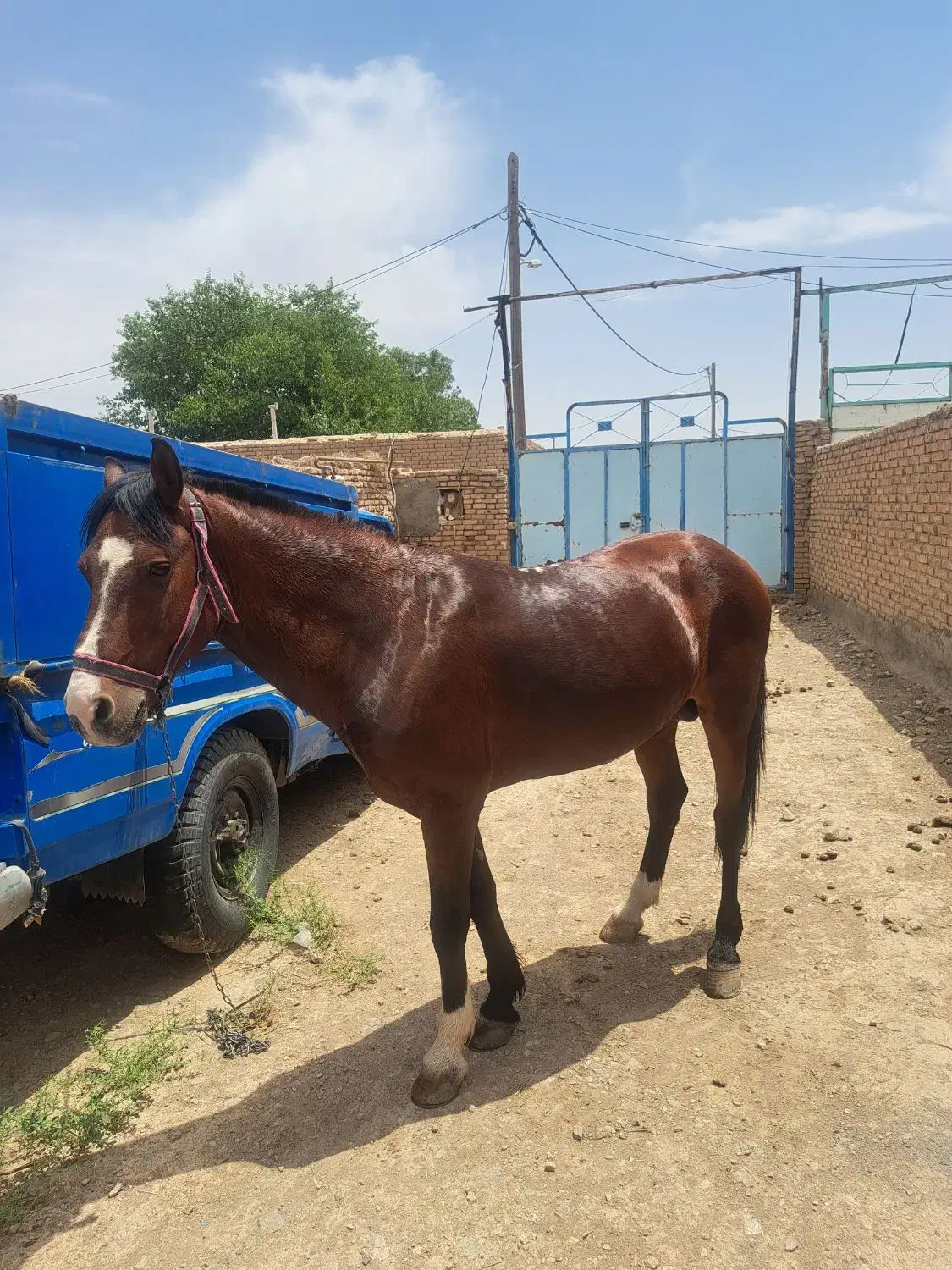 اسب نریون سرحال|اسب و تجهیزات اسبسواری|جوین, |دیوار