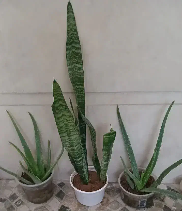 گل طبیعی آلوئه ورا و سانسوریا|گل و گیاه طبیعی|اندیمشک, |دیوار