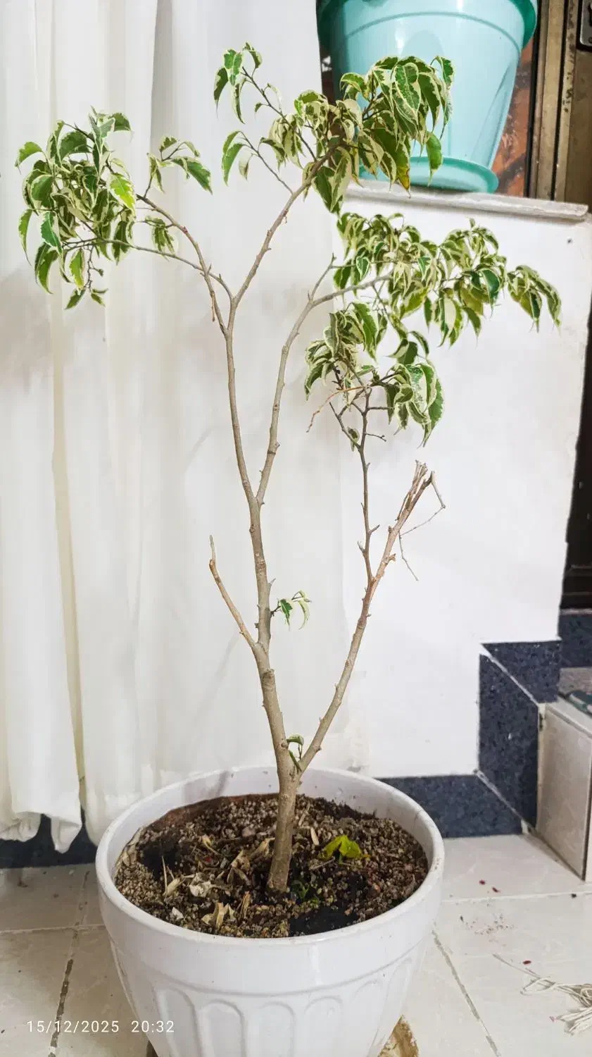 گل بنجامین|گل و گیاه طبیعی|اردبیل, |دیوار