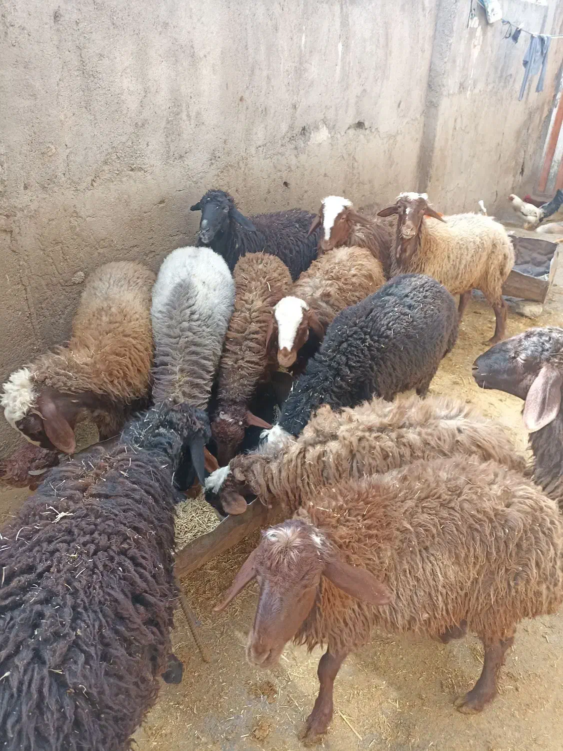 بره چاق|حیوانات مزرعه|فیروزآباد (لرستان), |دیوار