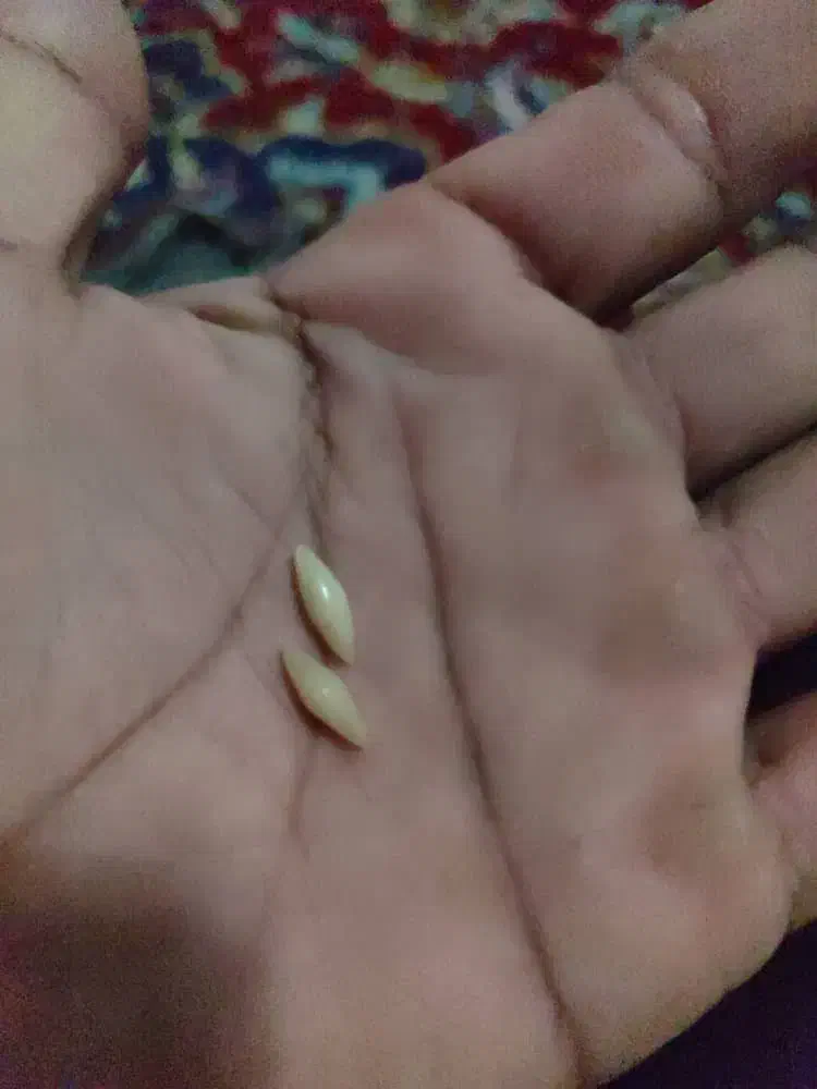 مهرهای قدیمی|جواهرات|شوش, |دیوار