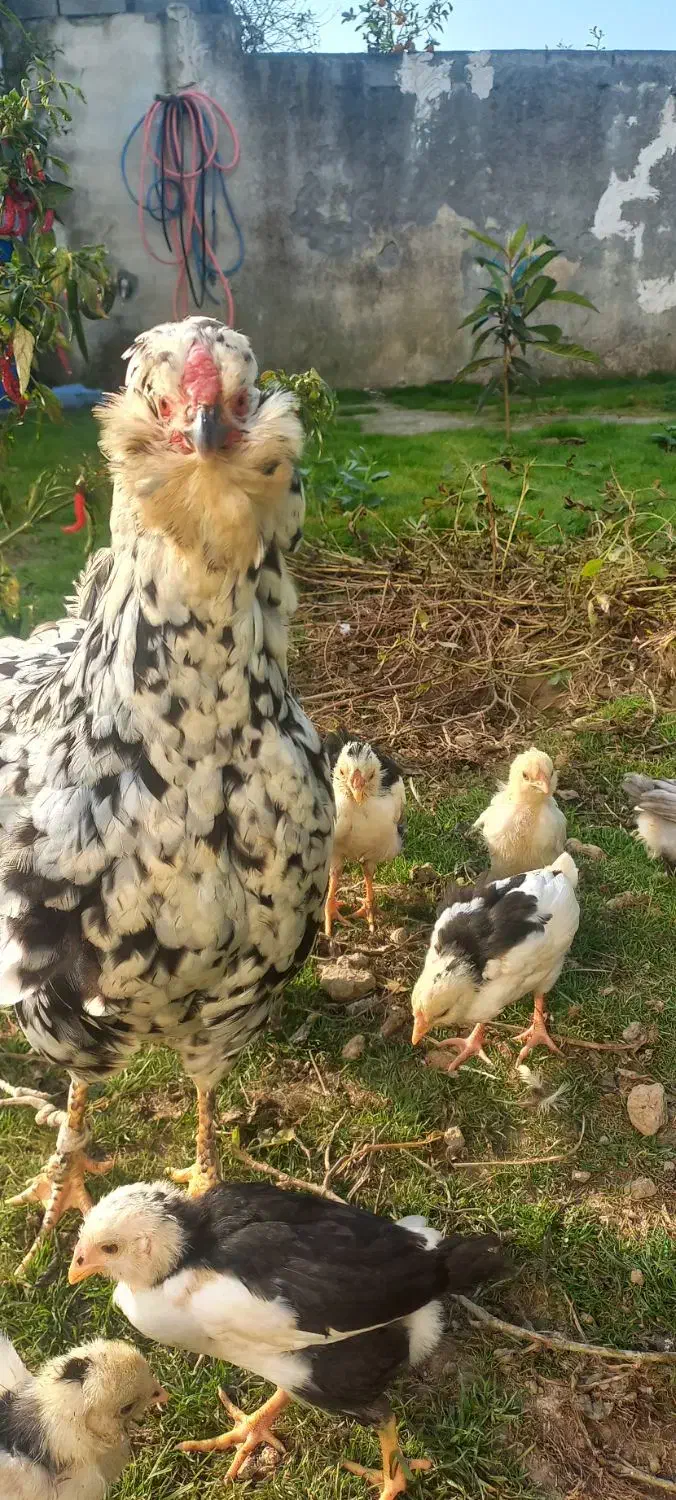 مرغ گلین  قلم سیاه خال  خالی ریشو باجوجه|حیوانات مزرعه|بهنمیر, |دیوار