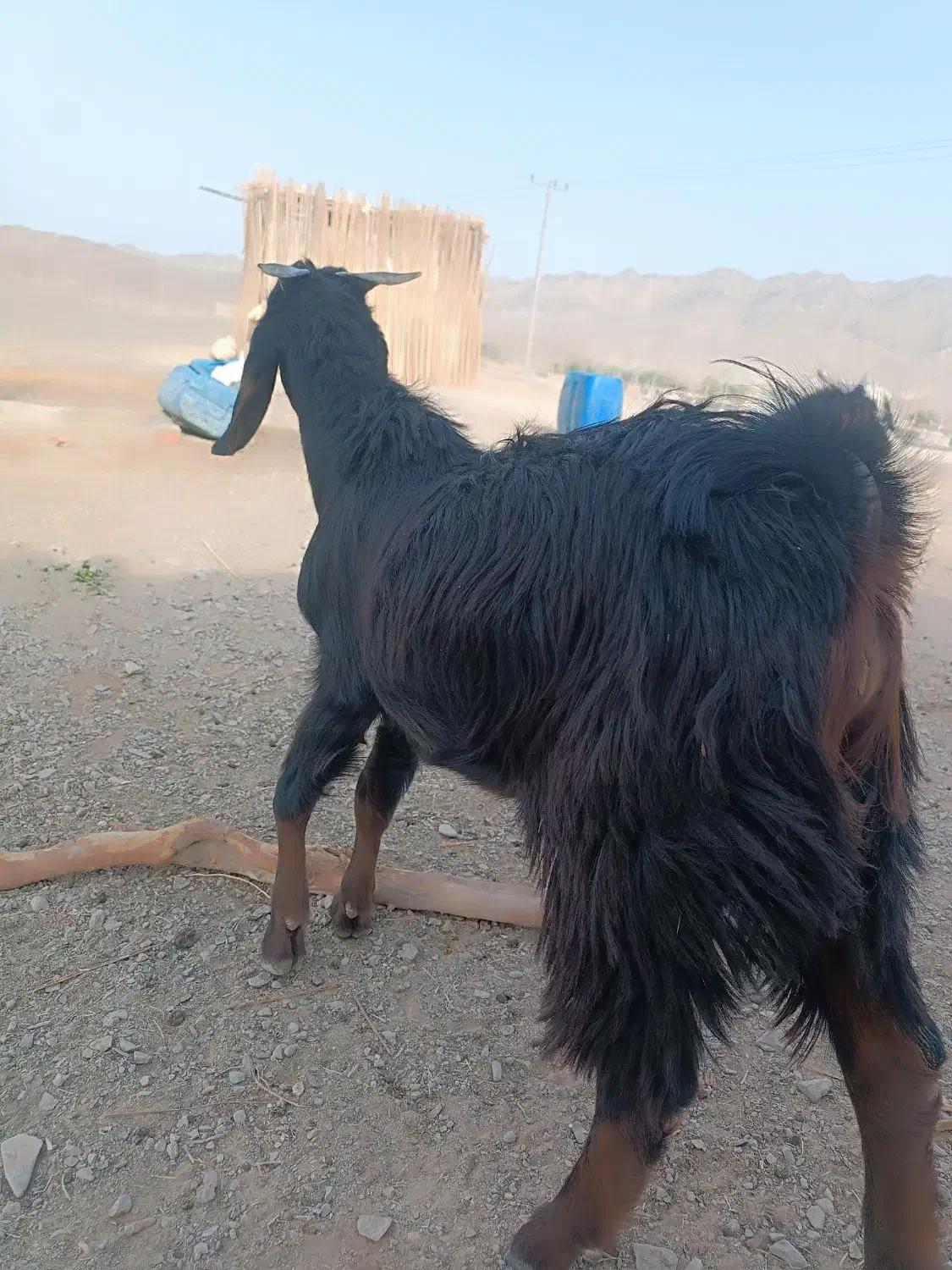 بز نر چاق|حیوانات مزرعه|میرجاوه, |دیوار