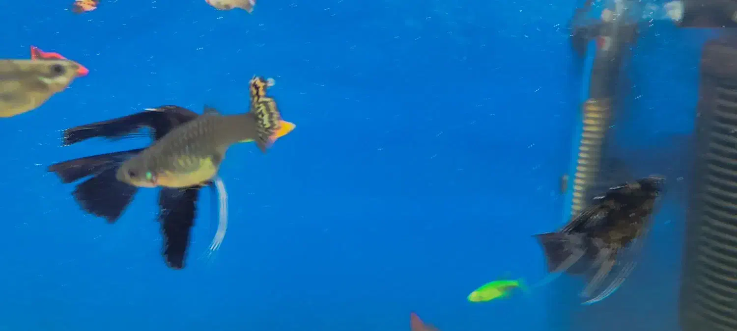 ماهی|ماهی|رباط‌کریم, انجم آباد|دیوار