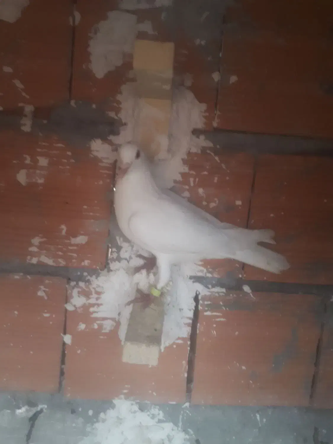 سفیدنرپرشی|حیوانات|بجنورد, |دیوار