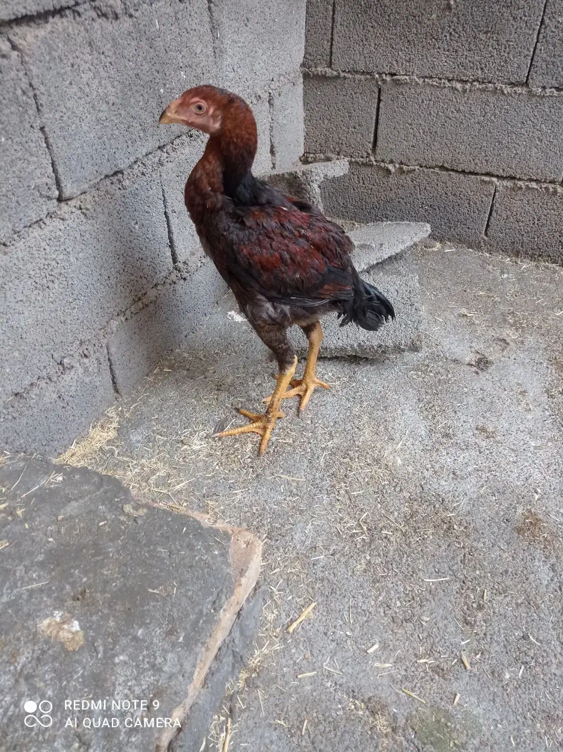 لاری|حیوانات مزرعه|صحنه, |دیوار