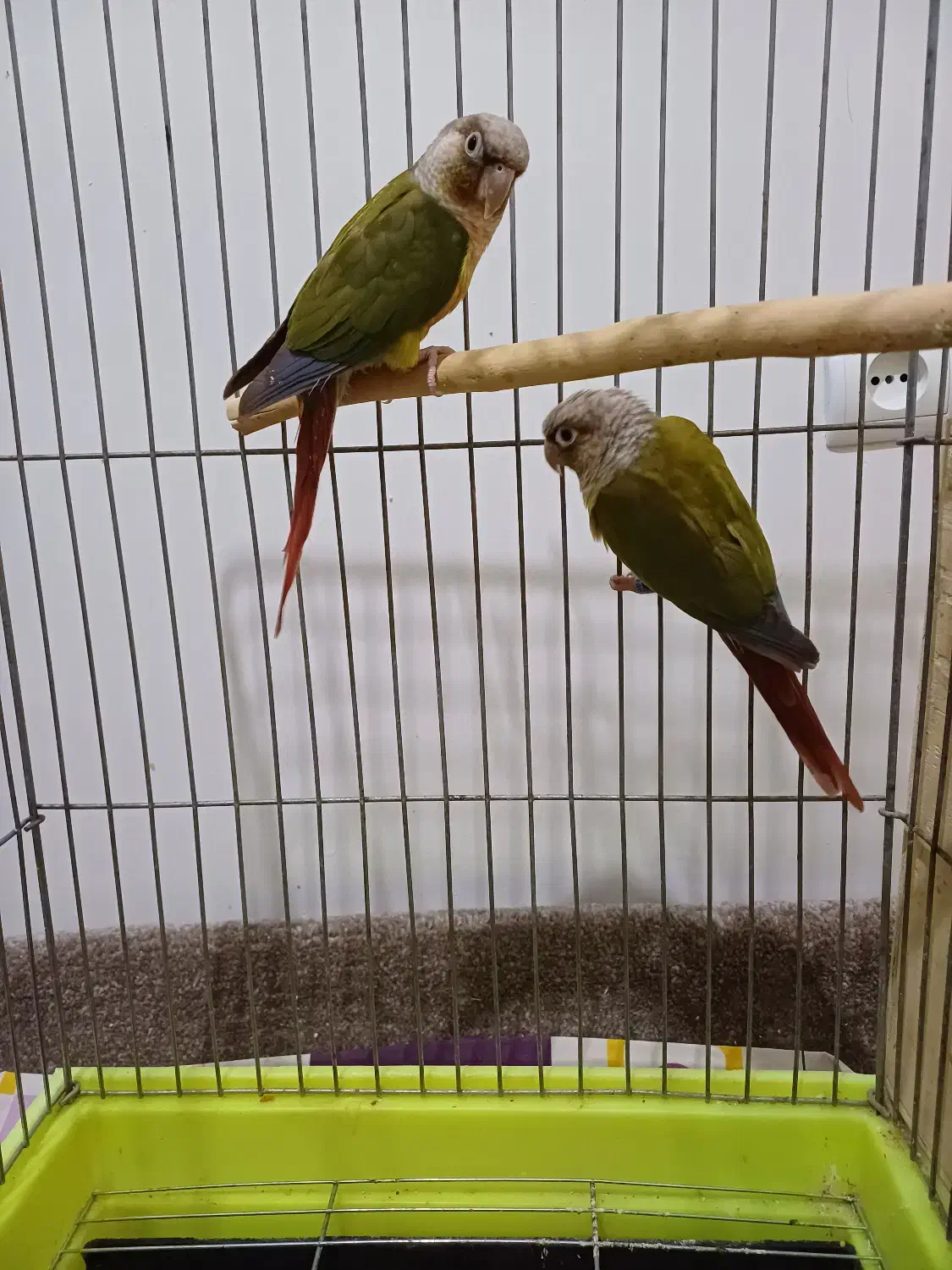 گرینچیک آناناسیاکستریم رد مولد ۵تخم باقفسولانه|پرنده|اسلامشهر, شهرک قائمیه|دیوار