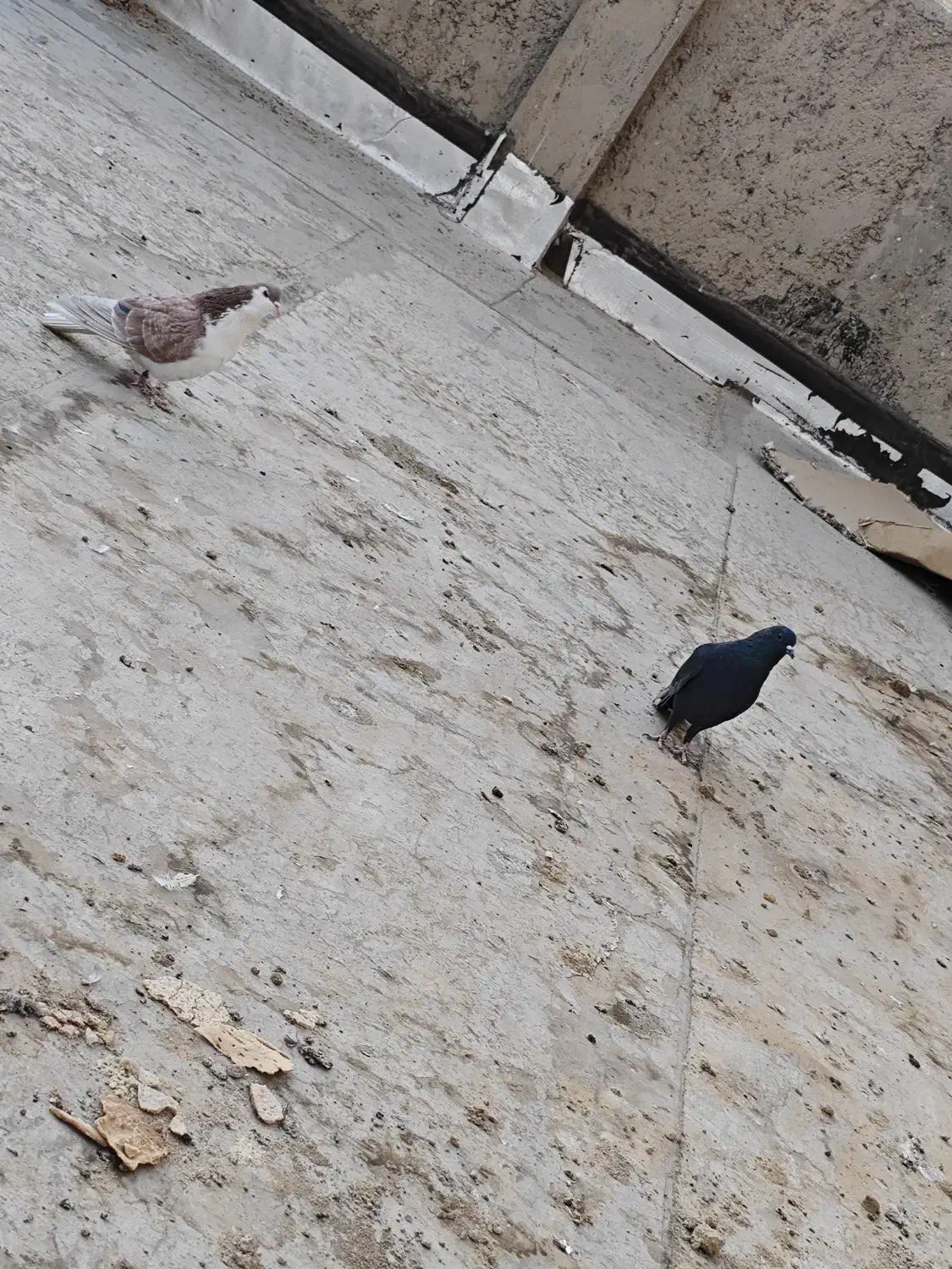 دوتا کفتر دمگیر نر|پرنده|اصفهان, شهید رجایی|دیوار